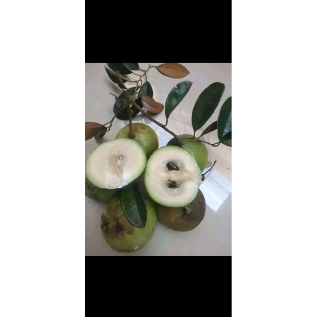 

Buah Kenitu 10kg hijau