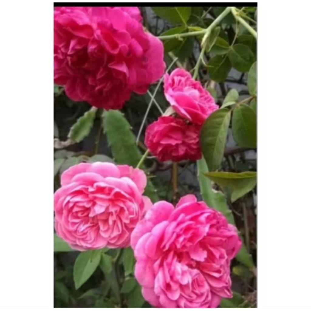 4 Biji/ Benih Mawar Wangi