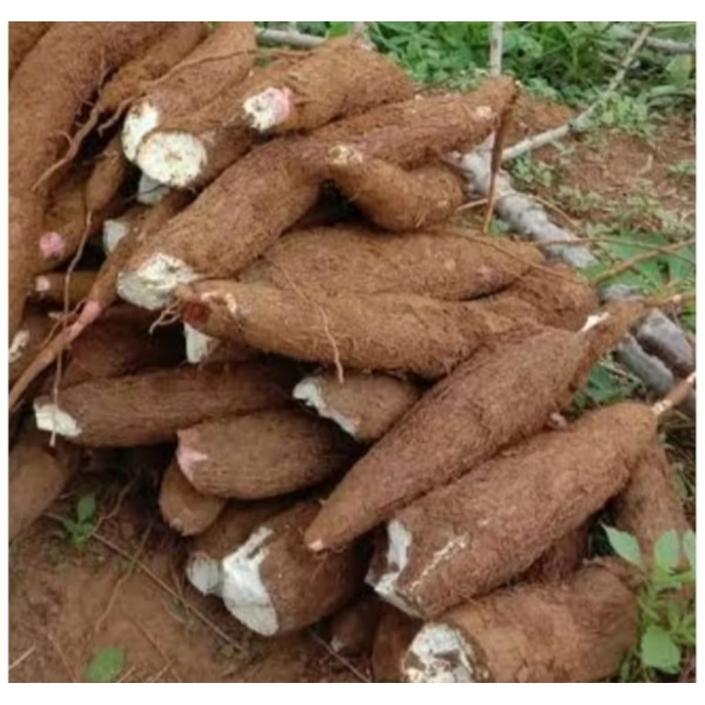 

Umbi singkong pulen enakk