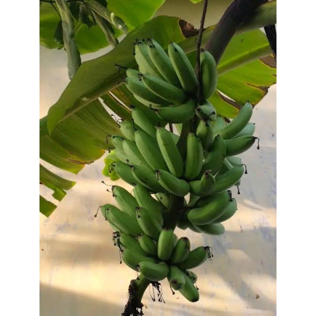 

PROMO!! Buah Pisang Uli PER 1 Tandan Full Untuk Acara Pesta Hajatan(Pisang Enak Untuk Di Goreng)