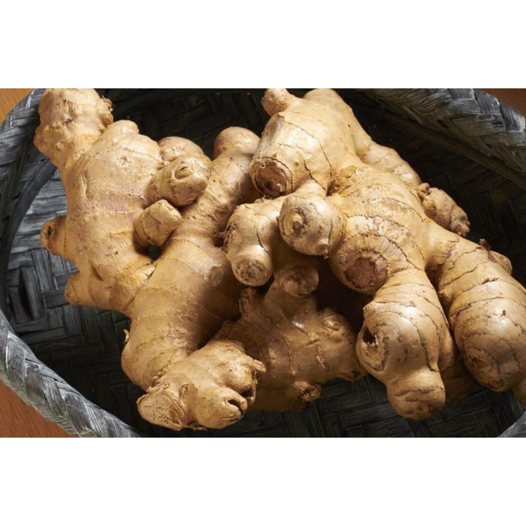 

Jahe Gajah Super/Jahe putih 250 Gram