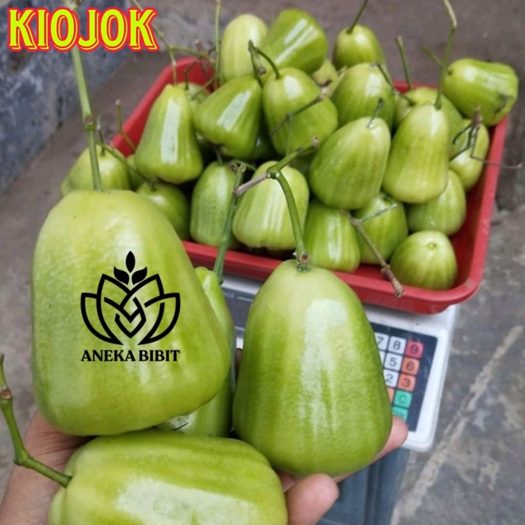 FRESH CANGKOK JAMBU AIR KIOJOK
