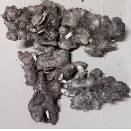 

BENIH MERAH FULL TUA 1000 GRAM (1 KG) TERMURAH