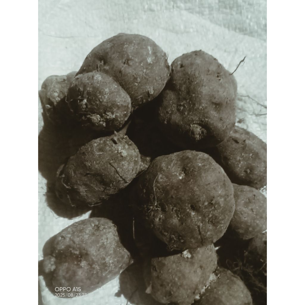 

kentang klici / kentang hitam super jumbo besar makanan jaman dulu enak500gram