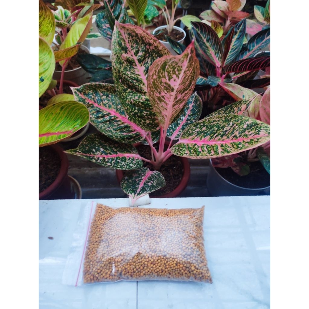 pupuk osmocote 14 14 14