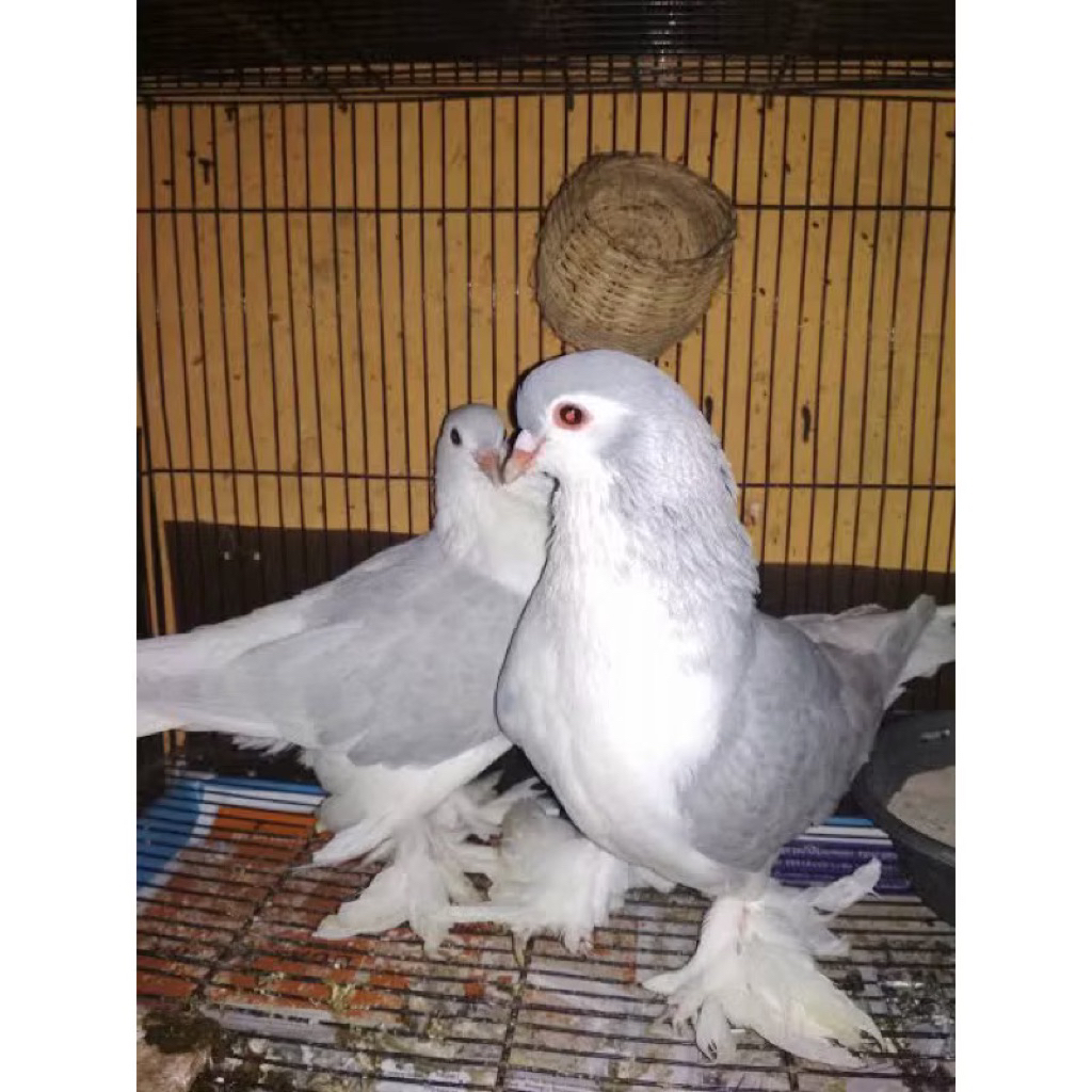 merpati hias lahore pilihan pasangan