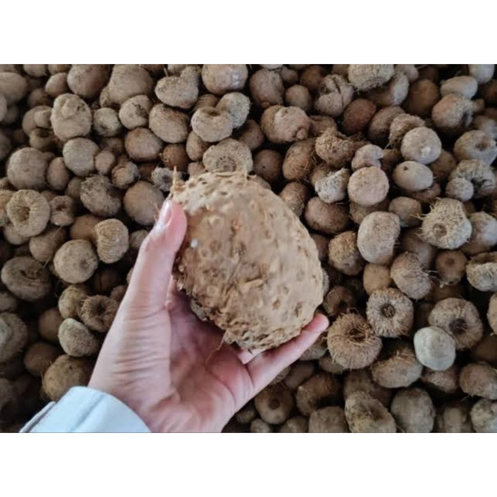 _Adudushop Bibit Porang Super - Porang Porang Jumbo