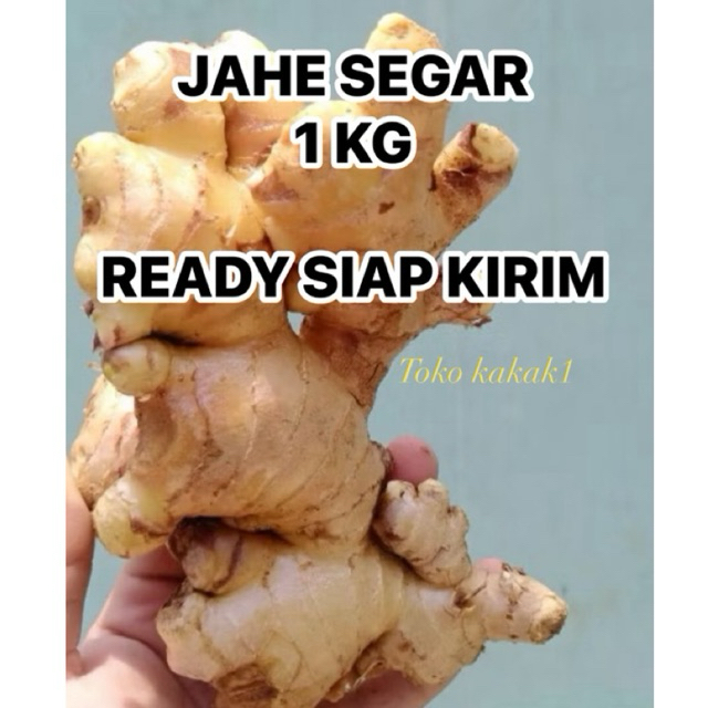 

Jahe Segar 1 kg Jahe Gajah fresh segar Baru Rimpang besar Jahe menghangatkan badan