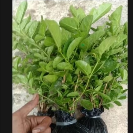 Sancang Varigata Stek Pucuk 30cm