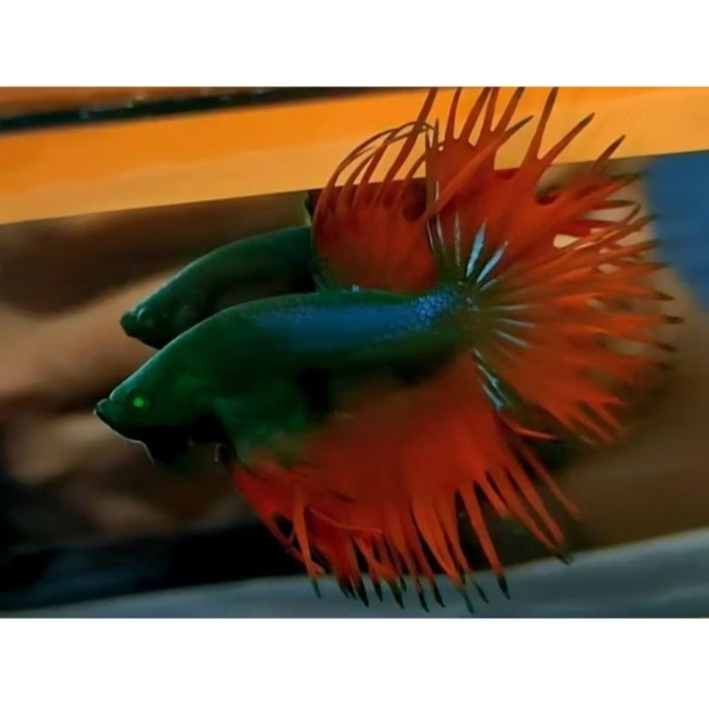 cupang CT HULK 10 ekor