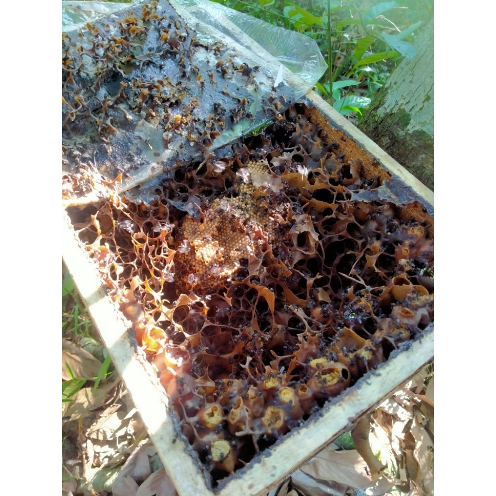 LEBAH MADU KLANCENG/KELULUT ITAMA, KOLONI_BESAR/JUMBO, BIBITUNGGUL‼️