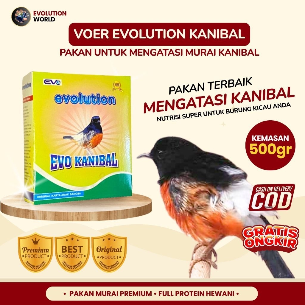 Pakan Burung Terbaik Mengatasi Murai Kanibal Voer Evolution Kanibal