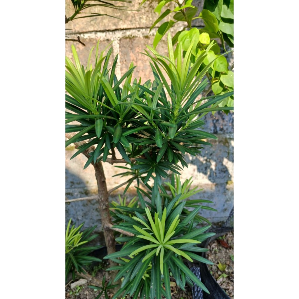 lohansung lidah burung