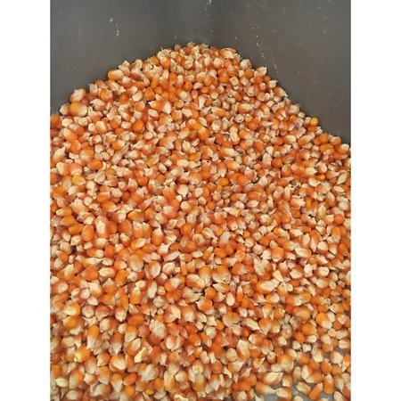 

Jagung Kecil / Jagung Perci Kuning Eceran 1Kg