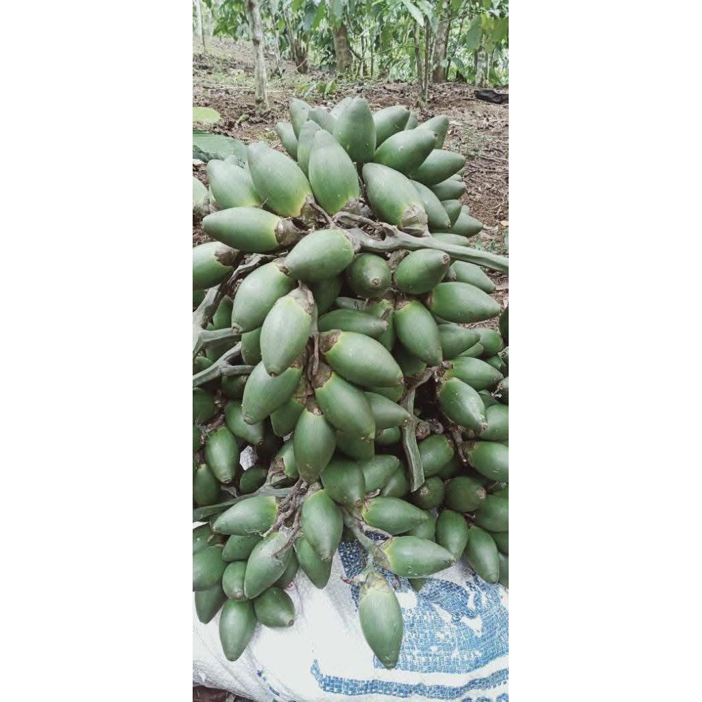 

Buah Pinang Segar Asli Pilihan – Langsung Dari Petani