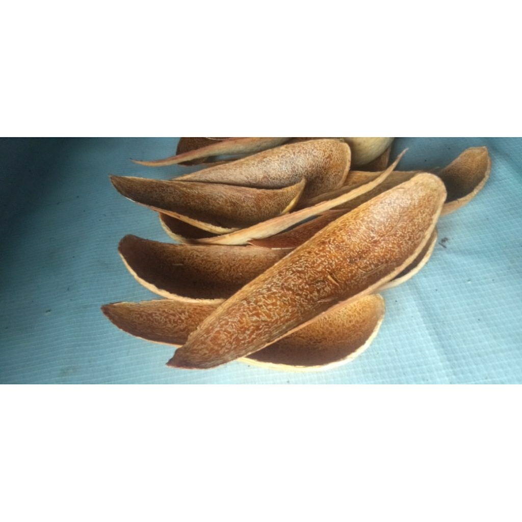 

Kulit Dalam Buah Mahoni Swietenia Mahagoni Penurun Gula Dan Kolesterol