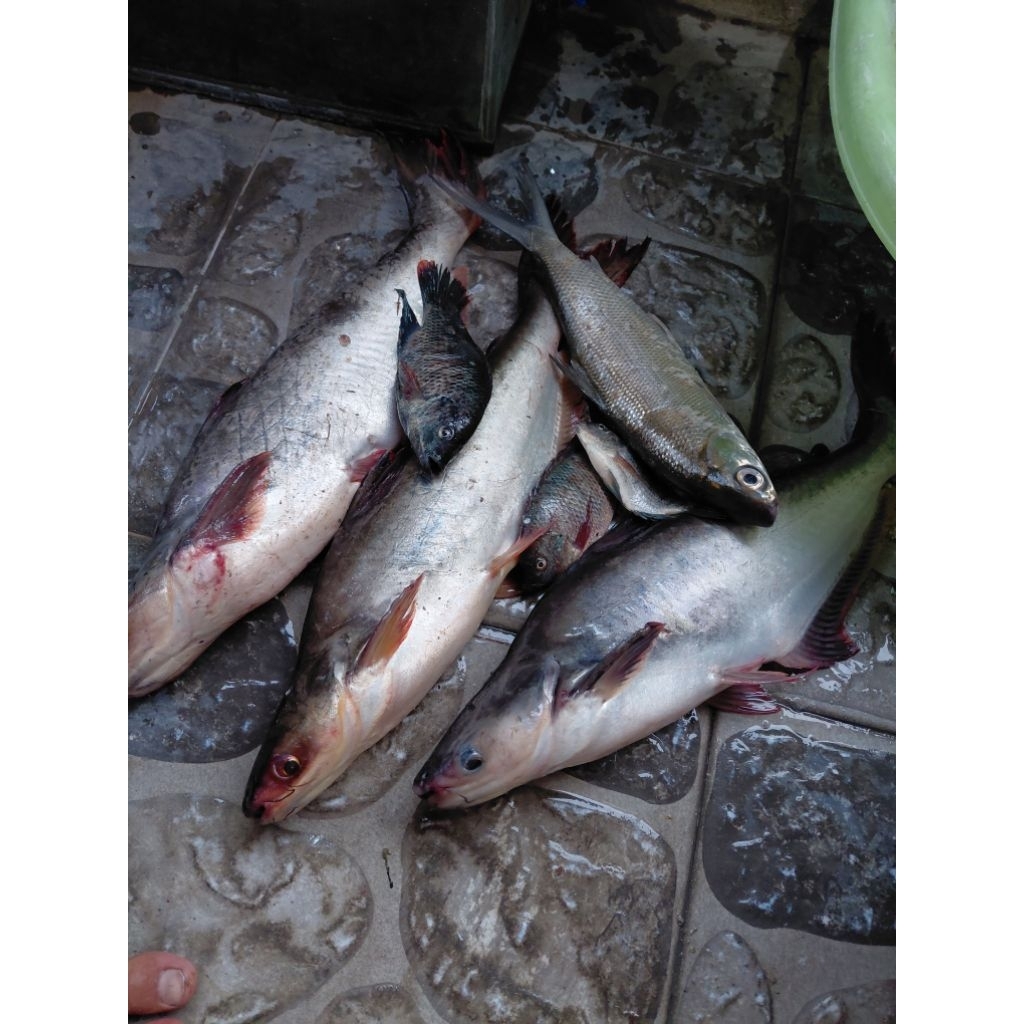 

IKAN PAFIN KONSUMSI FRESH BERSIH KEMAS THINWALL