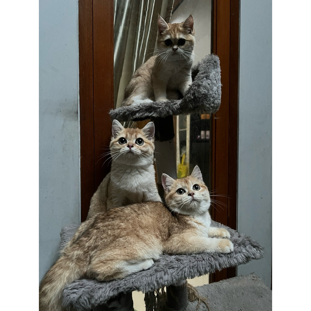 Kucing BSH Golden (Non-Ped) NY11 | Male & Female