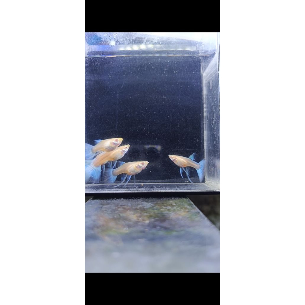 Pakan Guppy Betina Albino Sky Blue Ribbon Induk