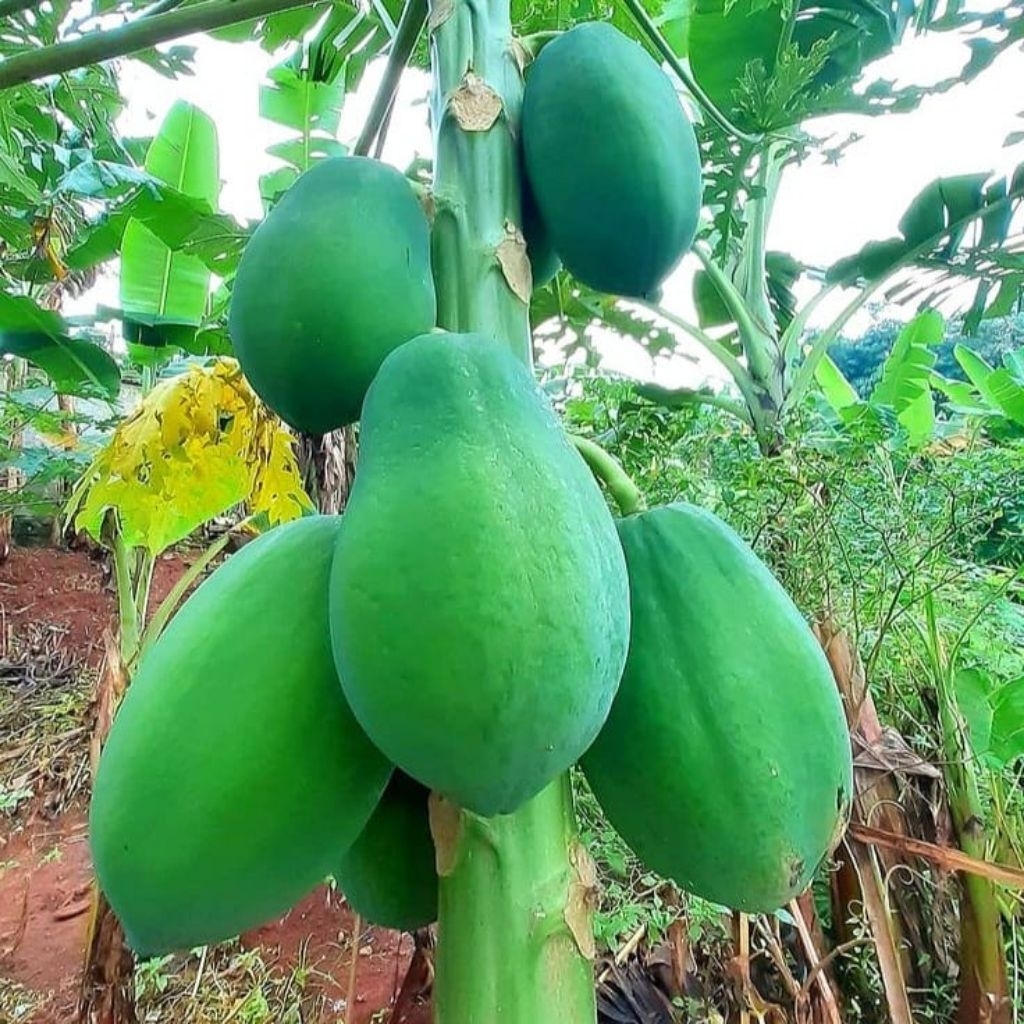 

(Mahal) Buah Pepaya Sayur Pilihan 1pcs