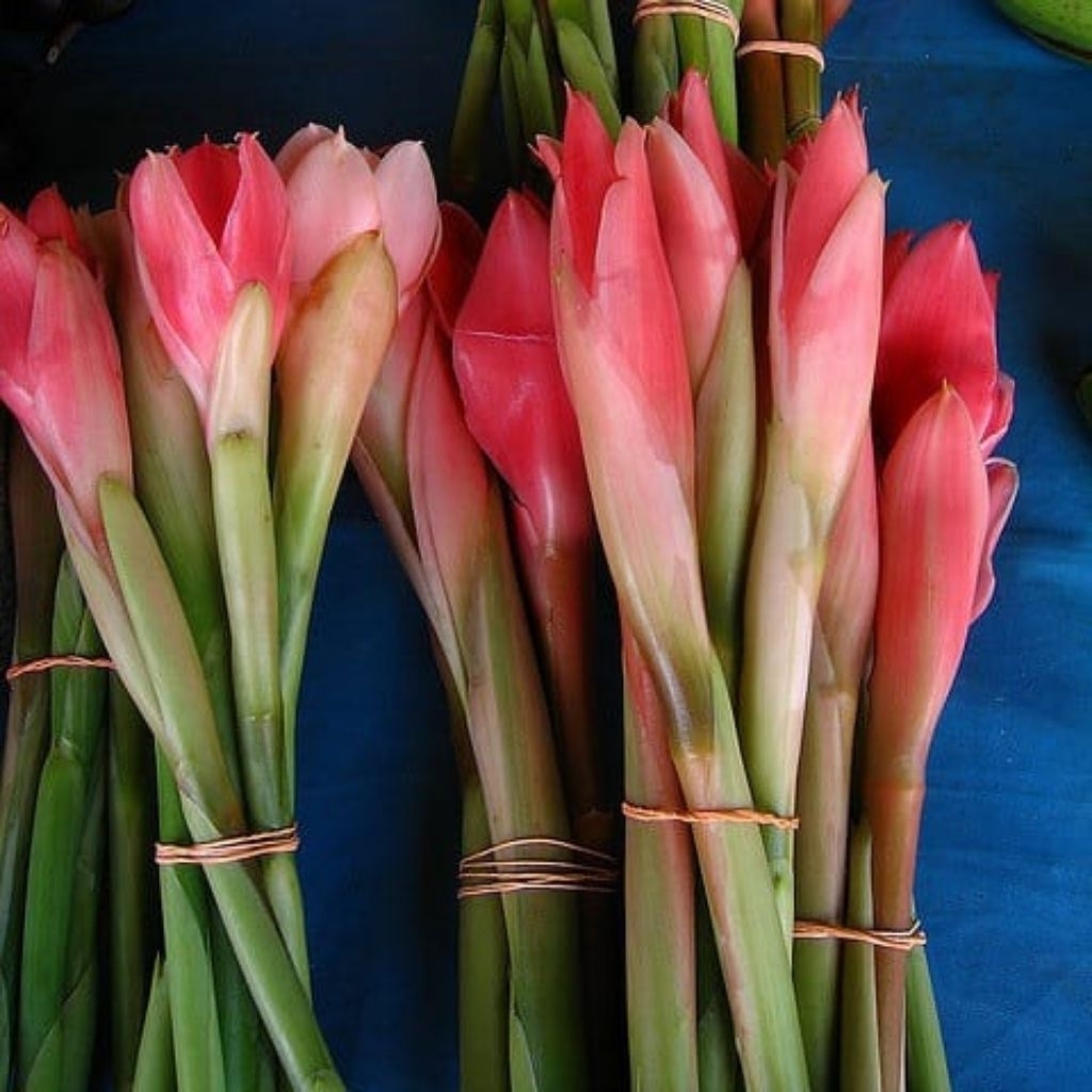 (Mahal) Bunga Kecombrang Kincup Bersih Dari Pohon Honje