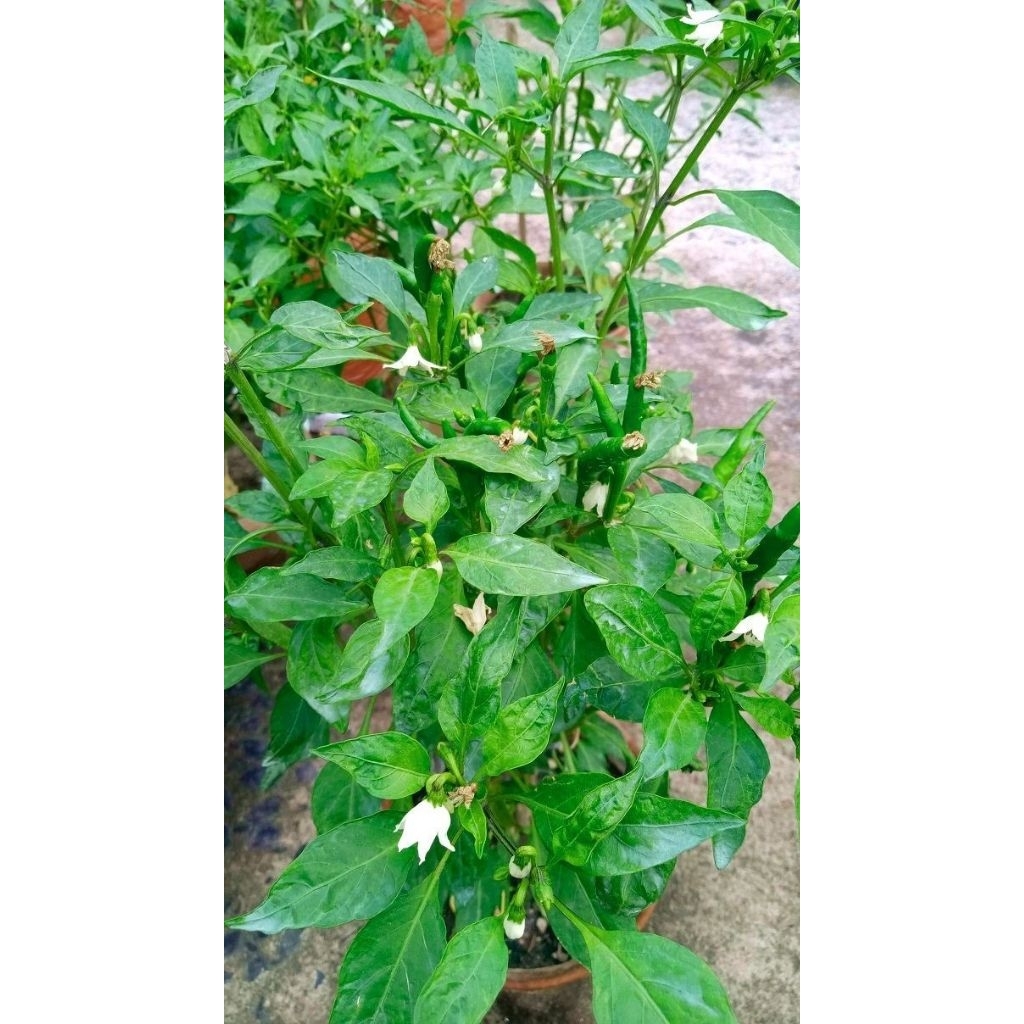Pohon cabe keriting ukuran dewasa / Pohon cabai keriting / Tanaman cabe