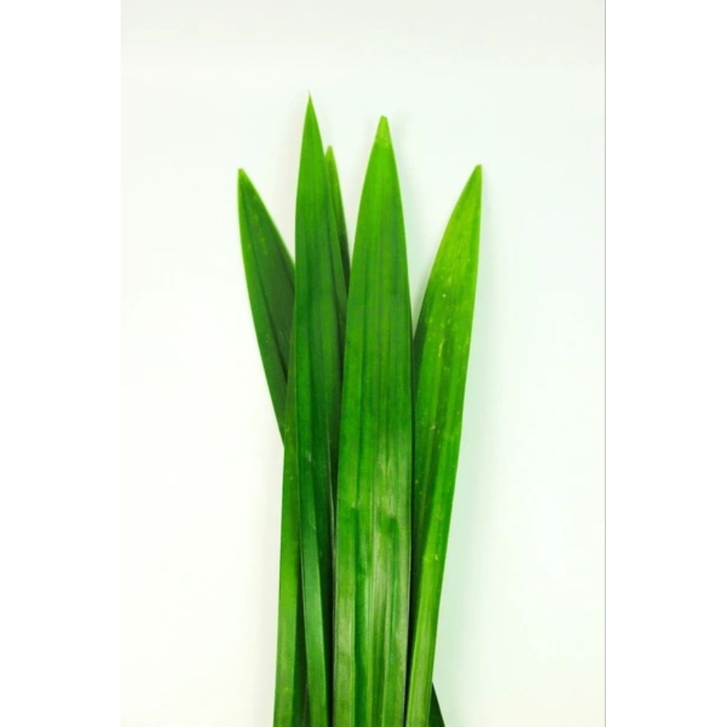

daun pandan murah