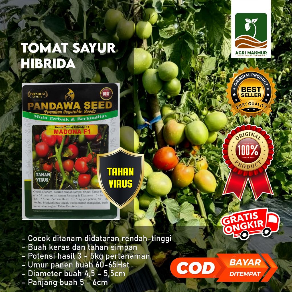 Benih Tomat Sayur Hibrida Madona f1 5gr Pandawa Seed