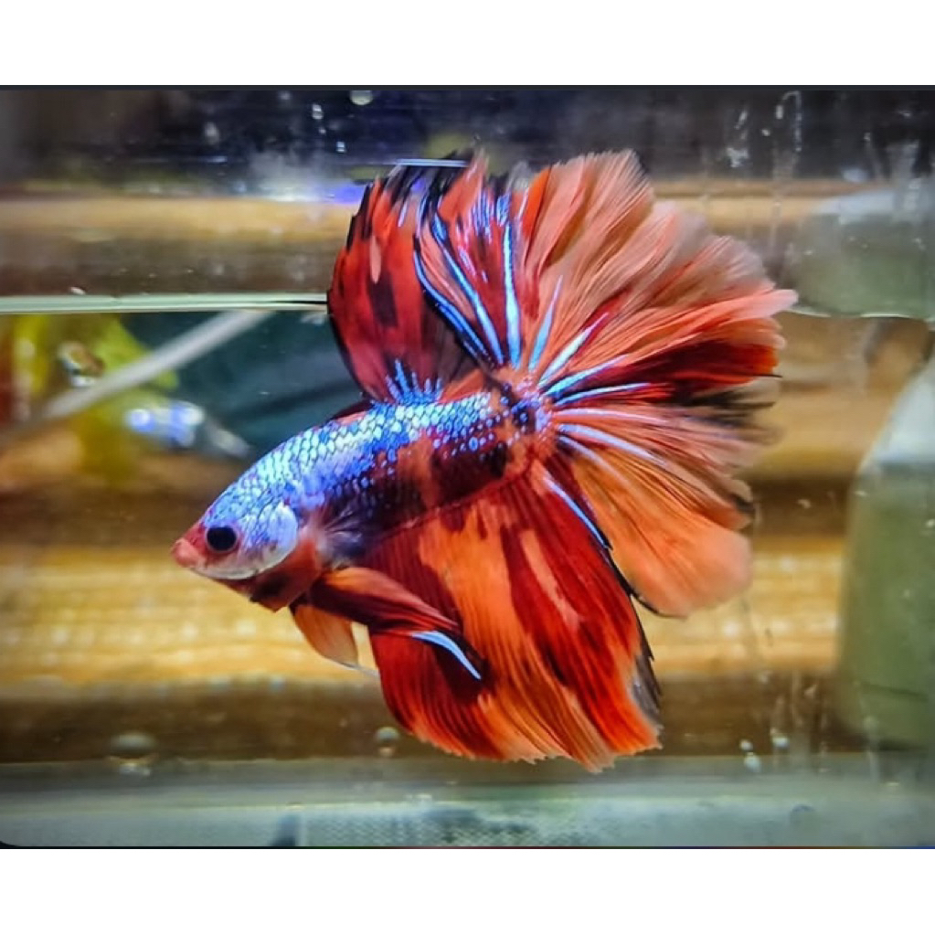 cupang halfmoon nemo multy ekor lebar, warna bagus, sangat indah