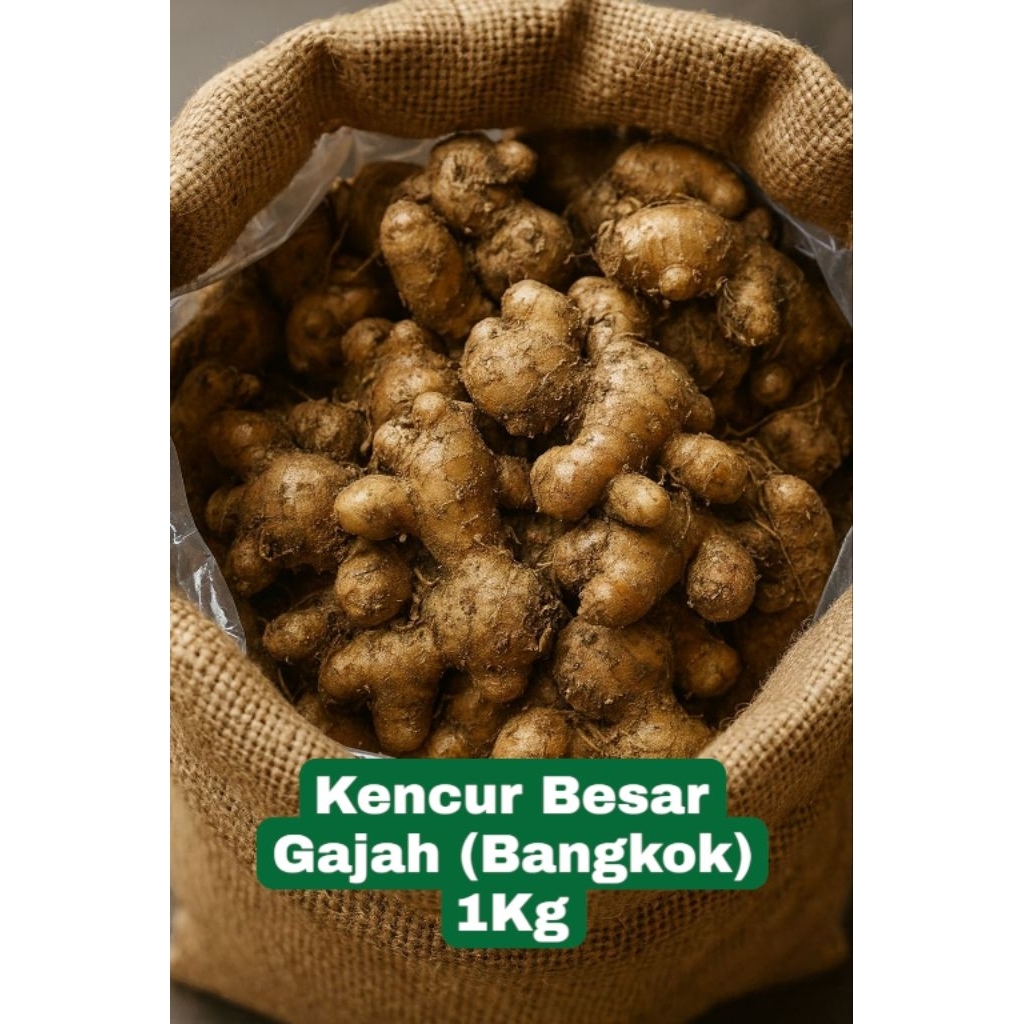 

Kencur segar 1kg ( Gratis Packing Kardus)