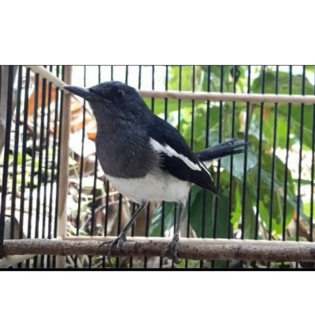 Kacer dapur betina siapan Voer total pilihan