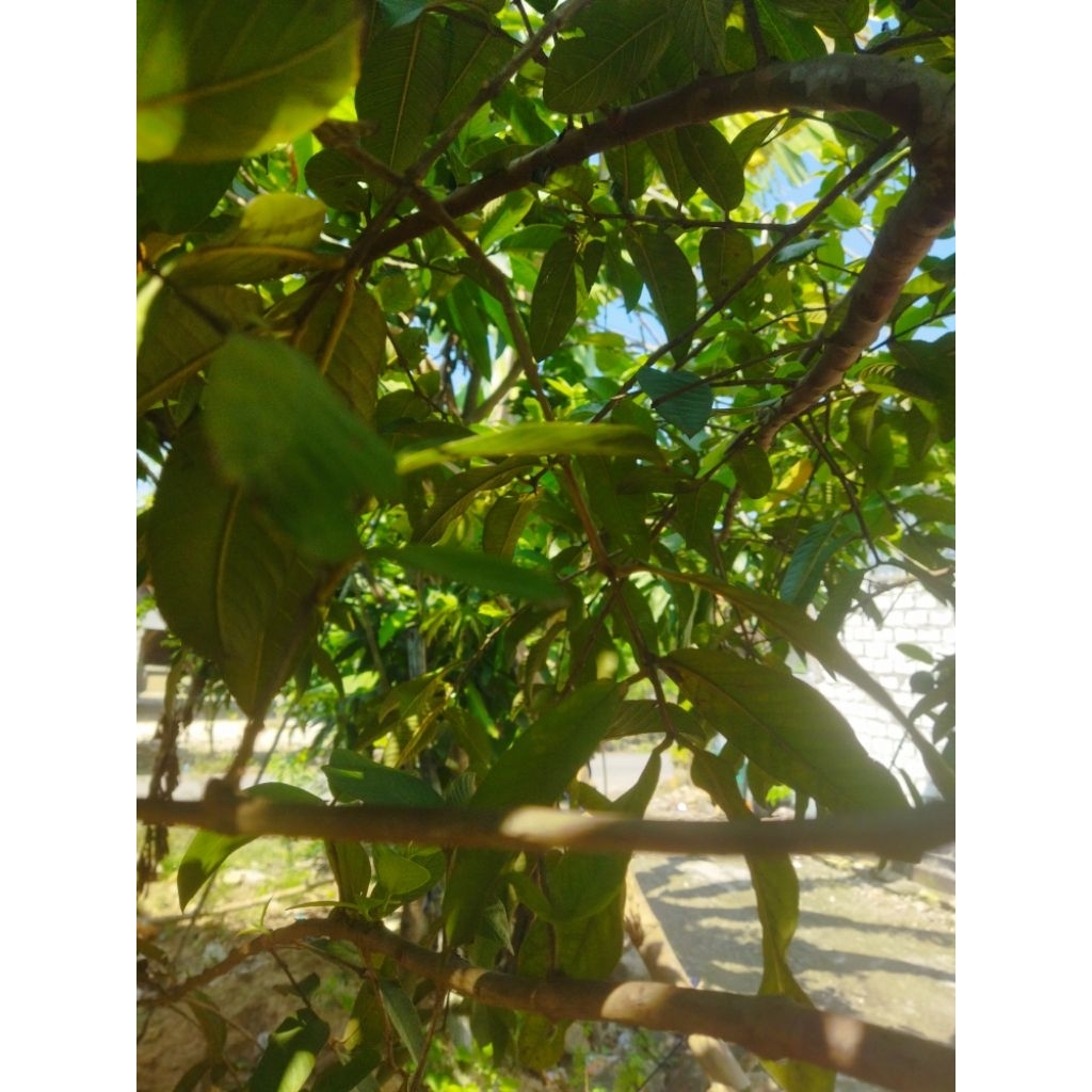 

daun jambu biji 50 lembar