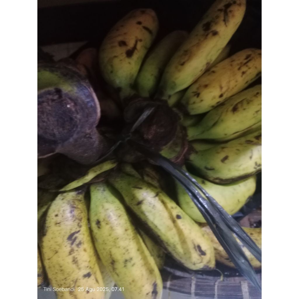 

pisang Uli janten