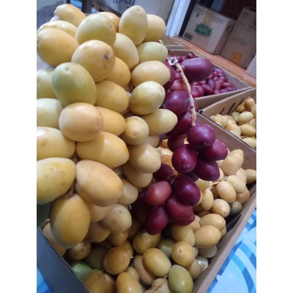 

1000 Gram Kurma Muda Mix / Campur FRESH NO FROZEN Kurmud Segar Original 1/2kg | Kurma Muda Promil| Kurmud Promil