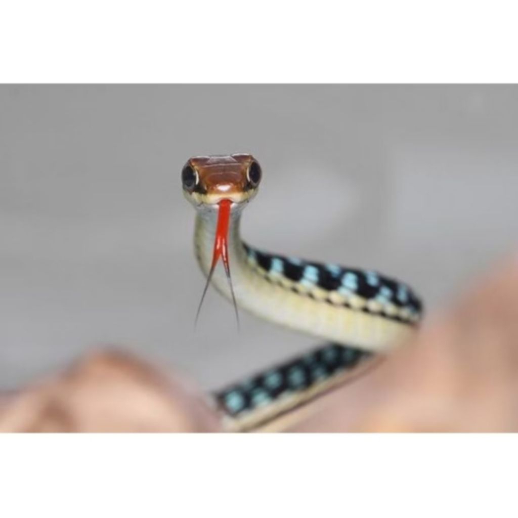 Ular Tali Picis/Tambang (Dendrelaphis Pictus) JINAK TIDAK BERBISA,AMAN BAGI PEMULA