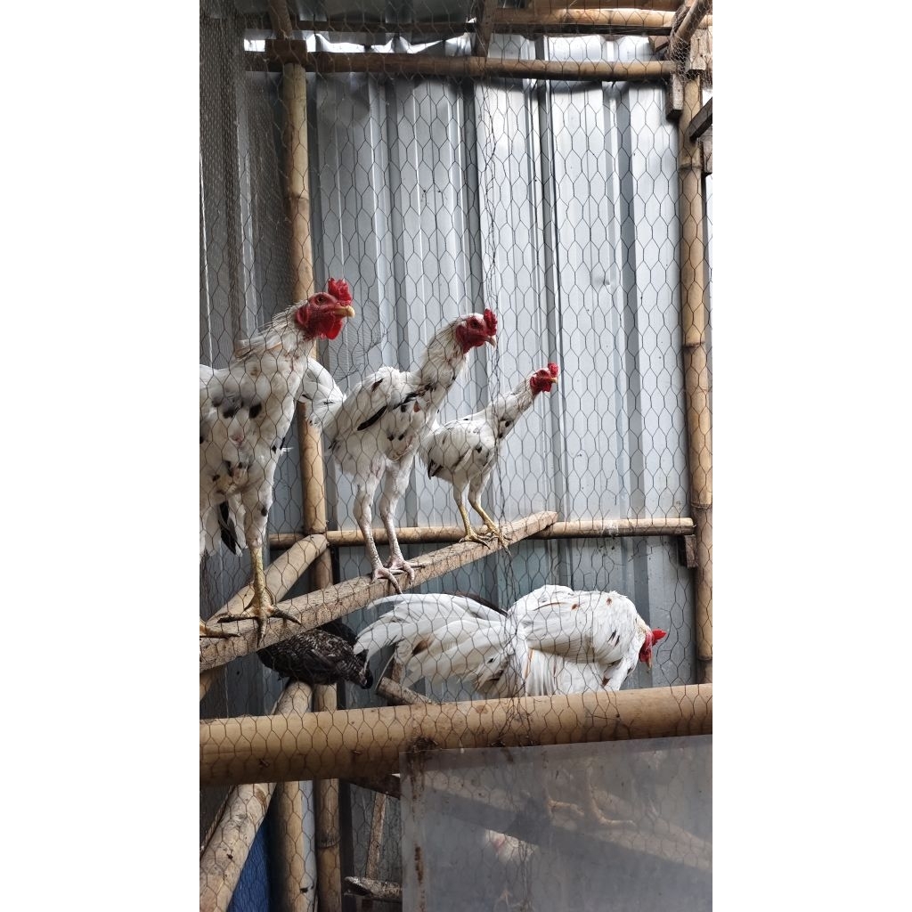 Ayam Kampung Jantan/Jago/Janggaran