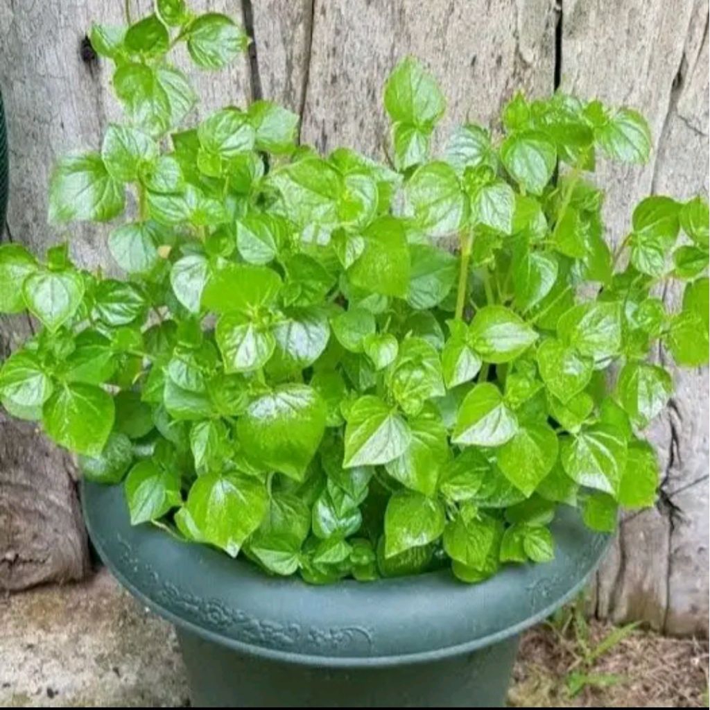 

herbal daun sirih cina/suruhan/ketumpang air segar terbaik