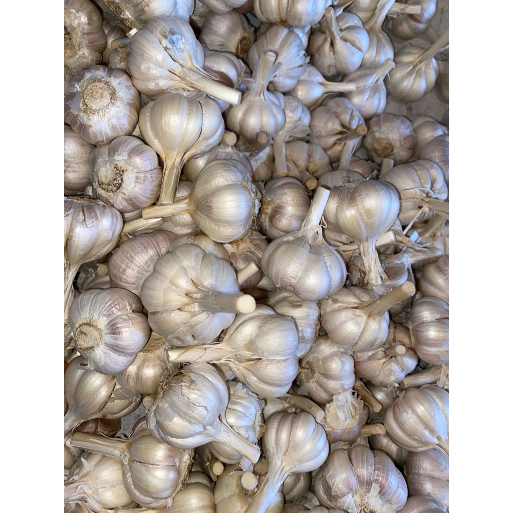 

BAWANG PUTIH KATING SUPER FRESH [LANGSUNG PETIK]