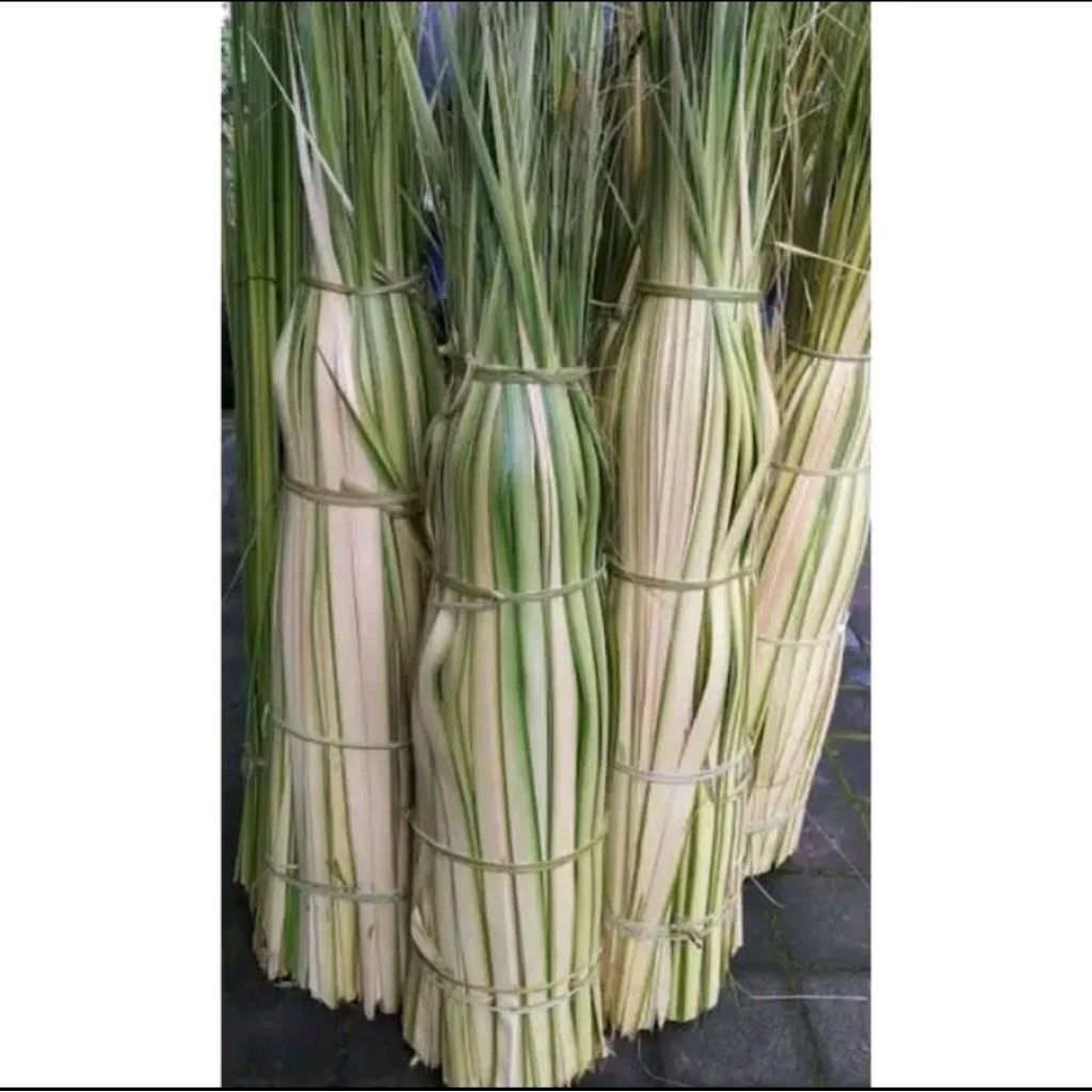 

Janur Kuning Kelapa Muda Segar,Untuk bahan membuat Cangkang Ketupat