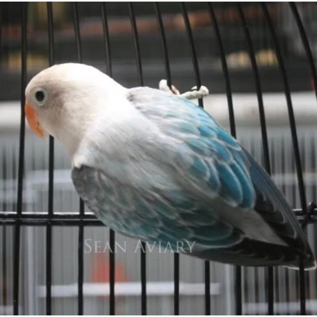 lovebird biola ewing Blue pilihan