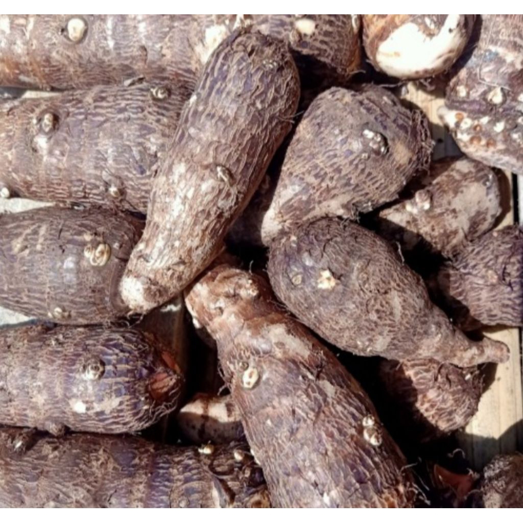 

umbi talas segar 1kg