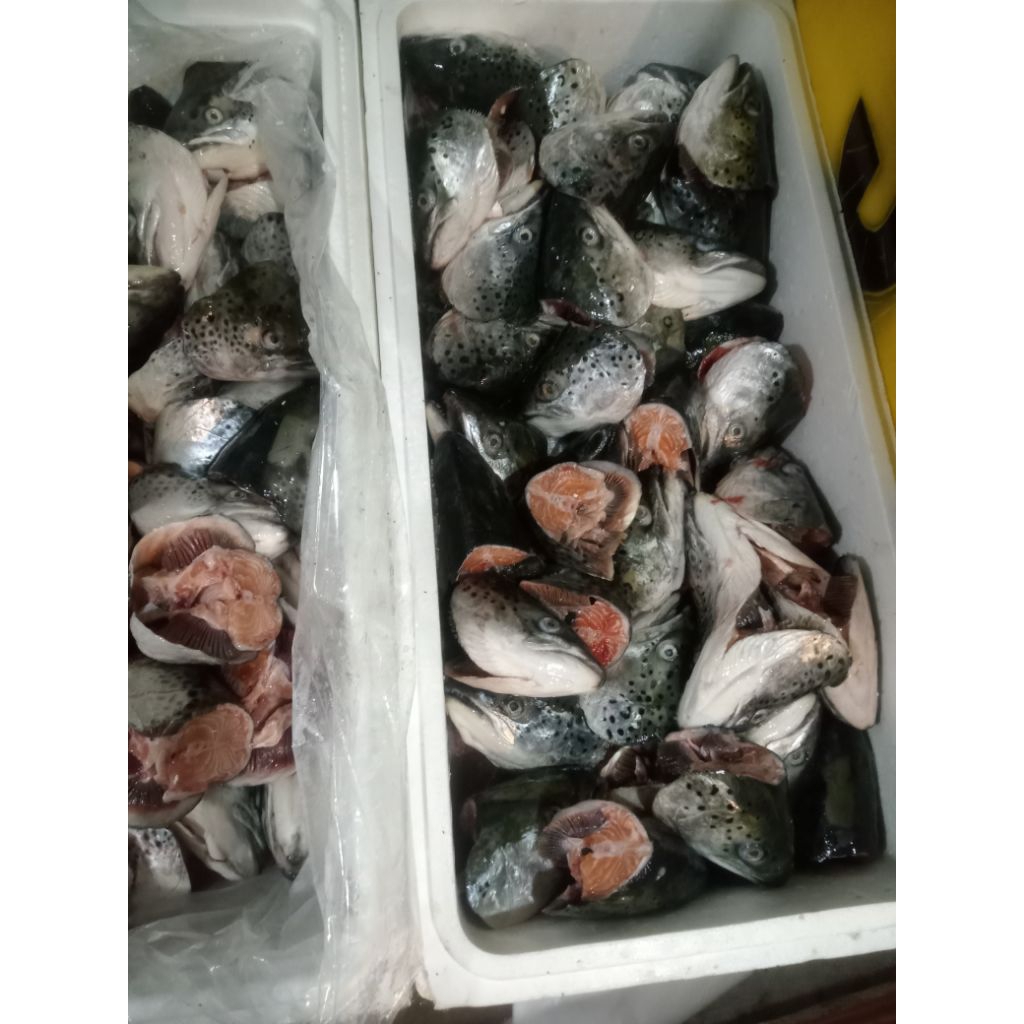 

kepala salmon