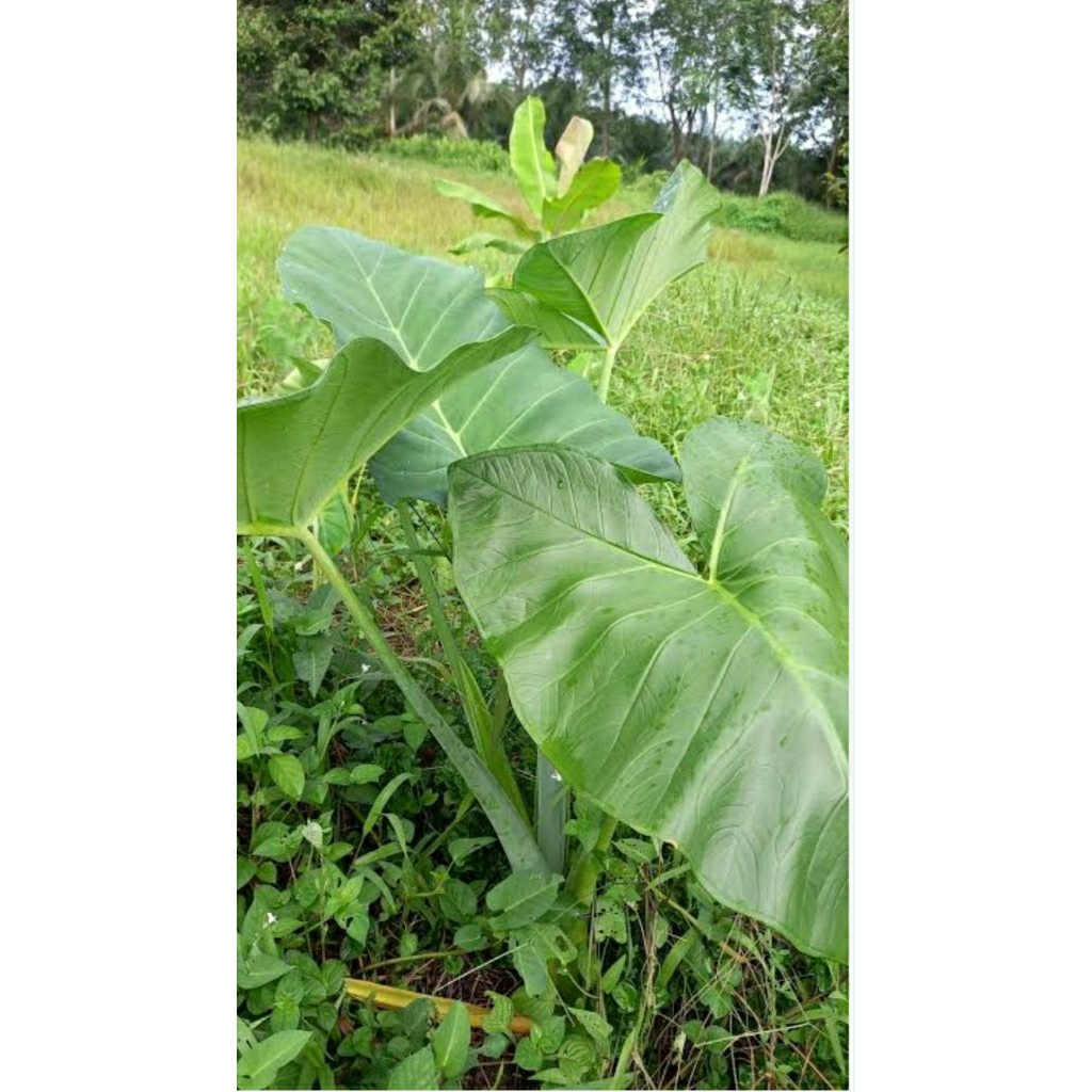 BIBIT TALAS MBOTE,TALAS BELITUNG 10 PCS