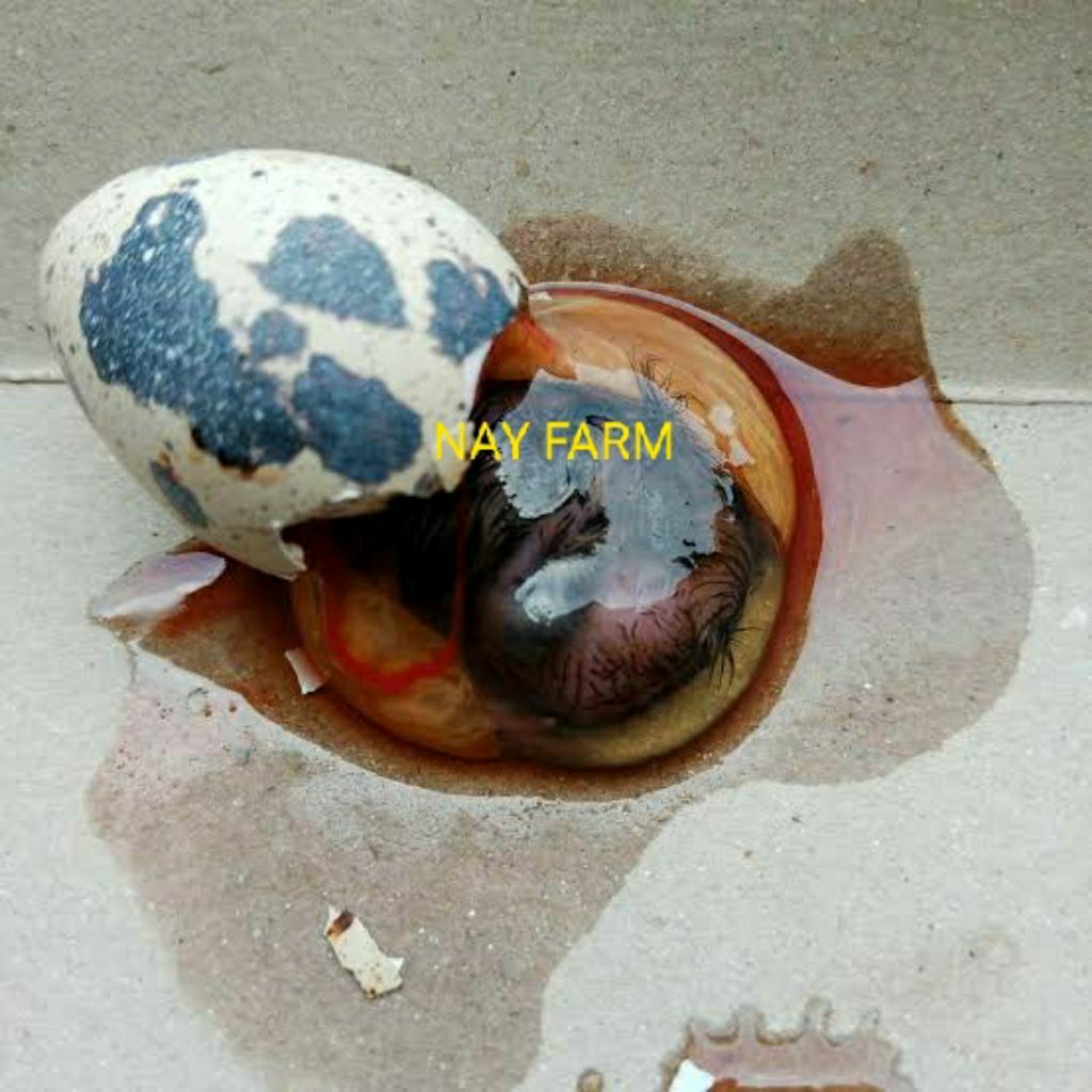 Tapuy NayFarm – Telur Puyuh Embrio Segar Umpan Pancing Galatama Lele