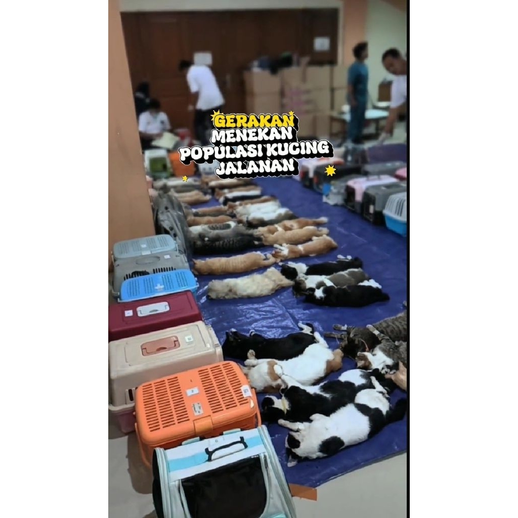 UTK STERIL KUCING JALANAN