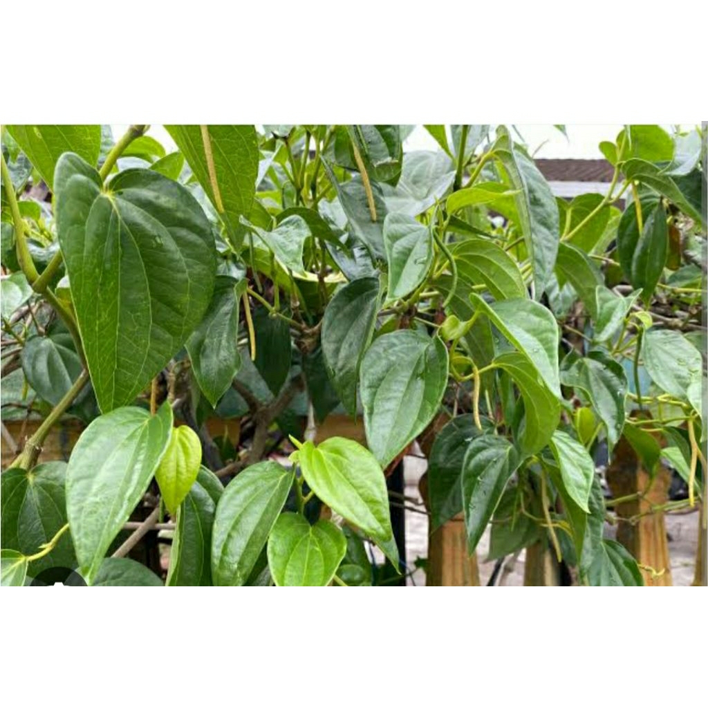 

DAUN SIRIH SEGAR ANTISEPTIK 500 GRAM