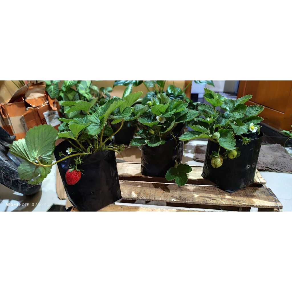 

SPESIAL LIVE STRAWBERRY INDUKAN SAGAHONAKA FULL MEDIA