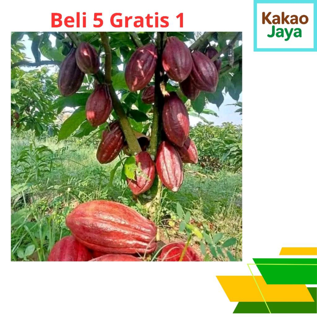 

Beli 5 Gratis 1 Buah Kakao Glondongan MCC02 Segar – Siap Konsumsi atau Benih
