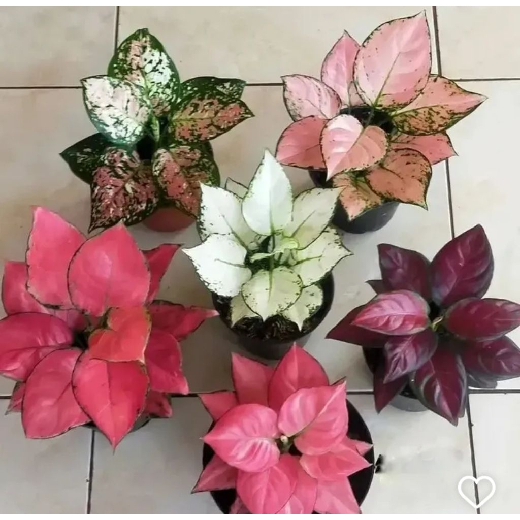 Promo paket aglonema murah bibit bonggol berkar/bertunas/Tanaman hias aglonema murah