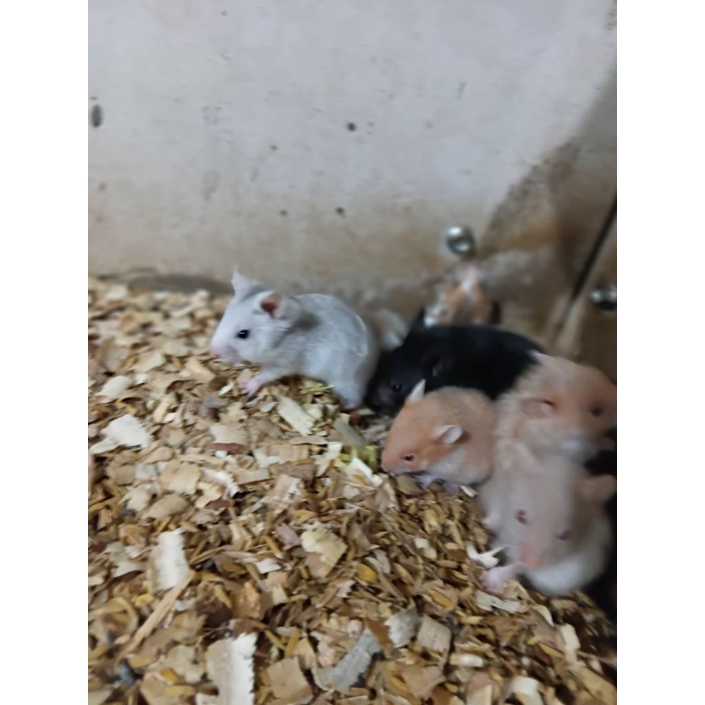 hamster syirian indukan